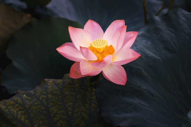 粉莲静绽 幽香四溢图片