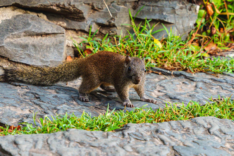 石缝中的小松鼠图片