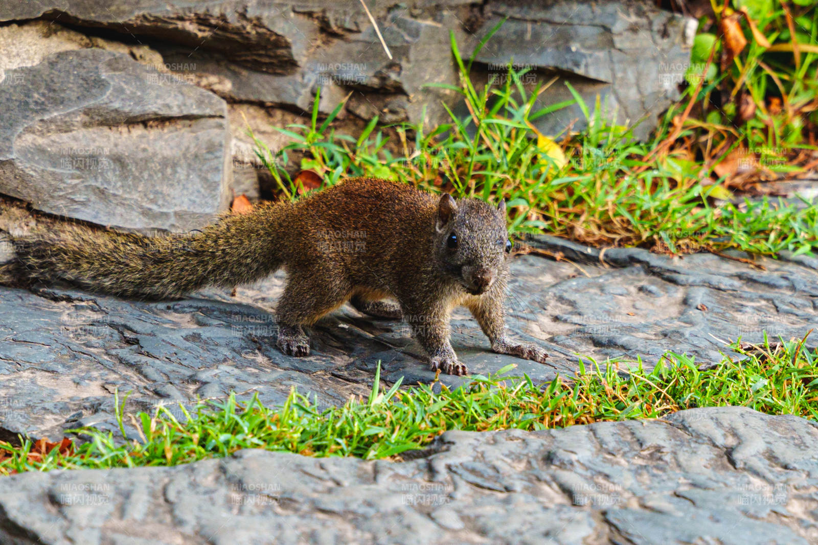 石缝中的小松鼠图片