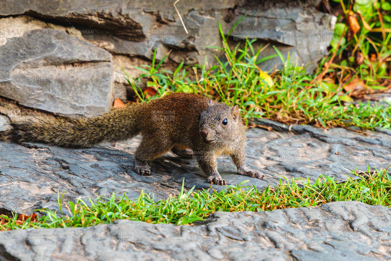 石缝中的小松鼠图片