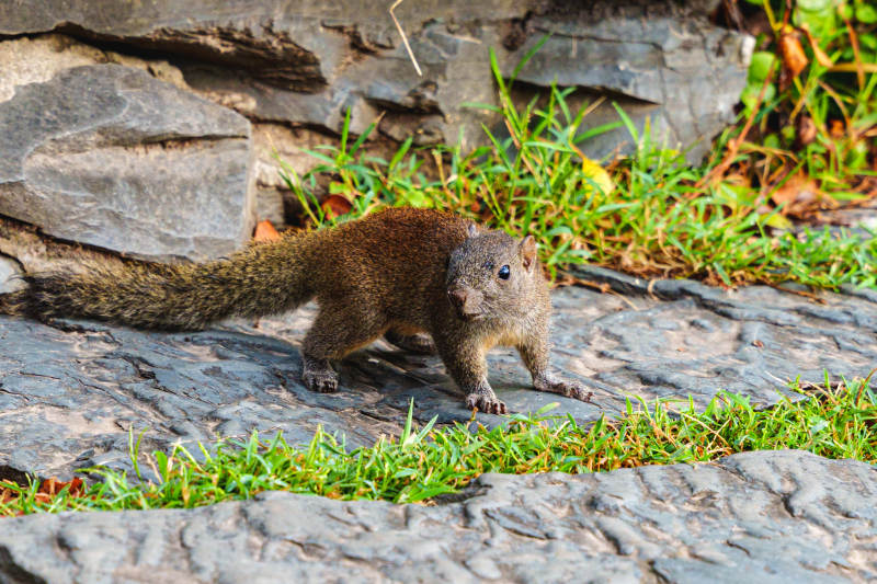 石缝中的小松鼠图片