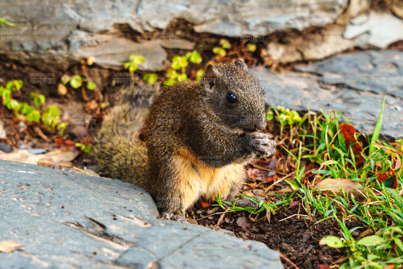 小松鼠在石缝中觅食图片