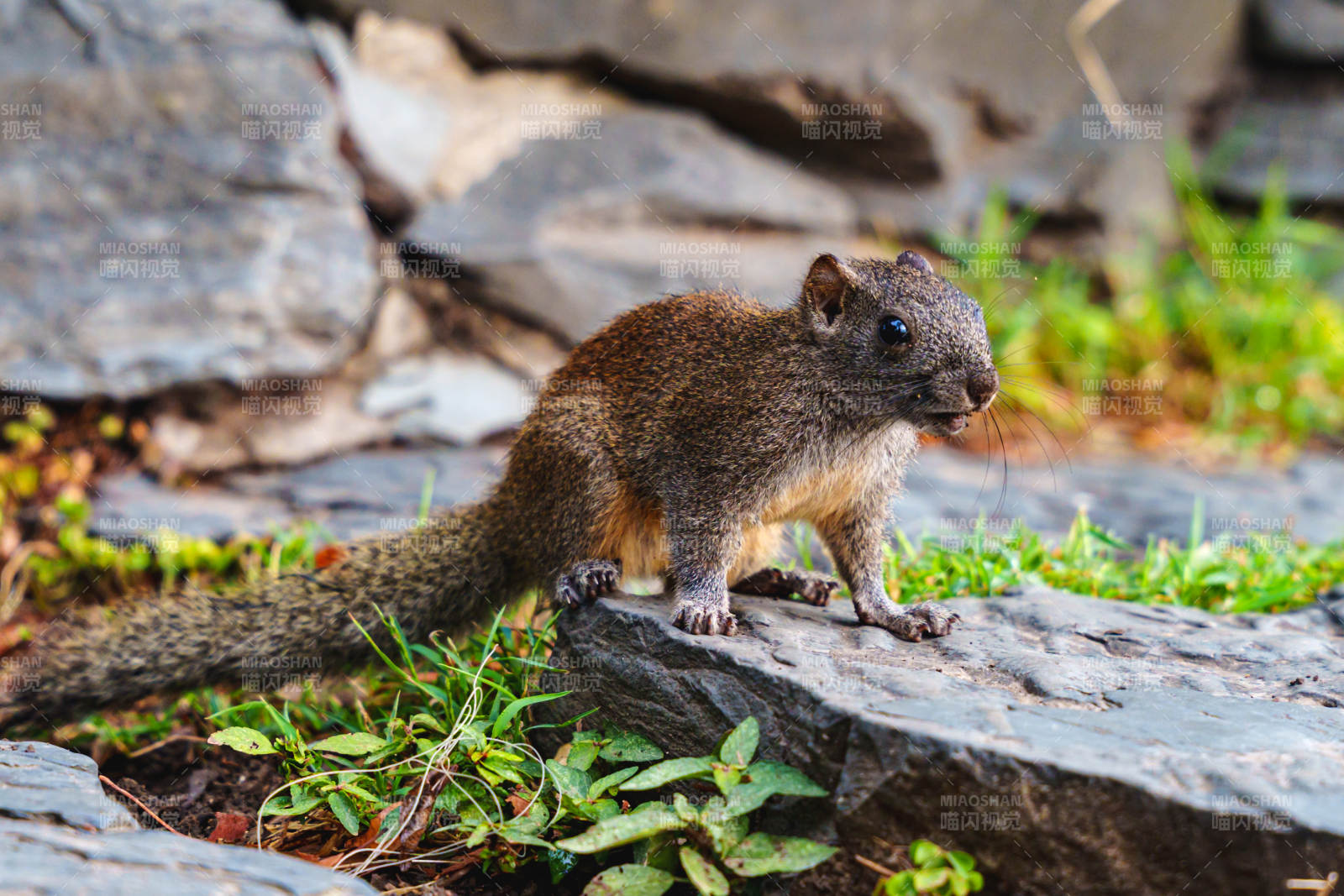岩石上的小松鼠图片