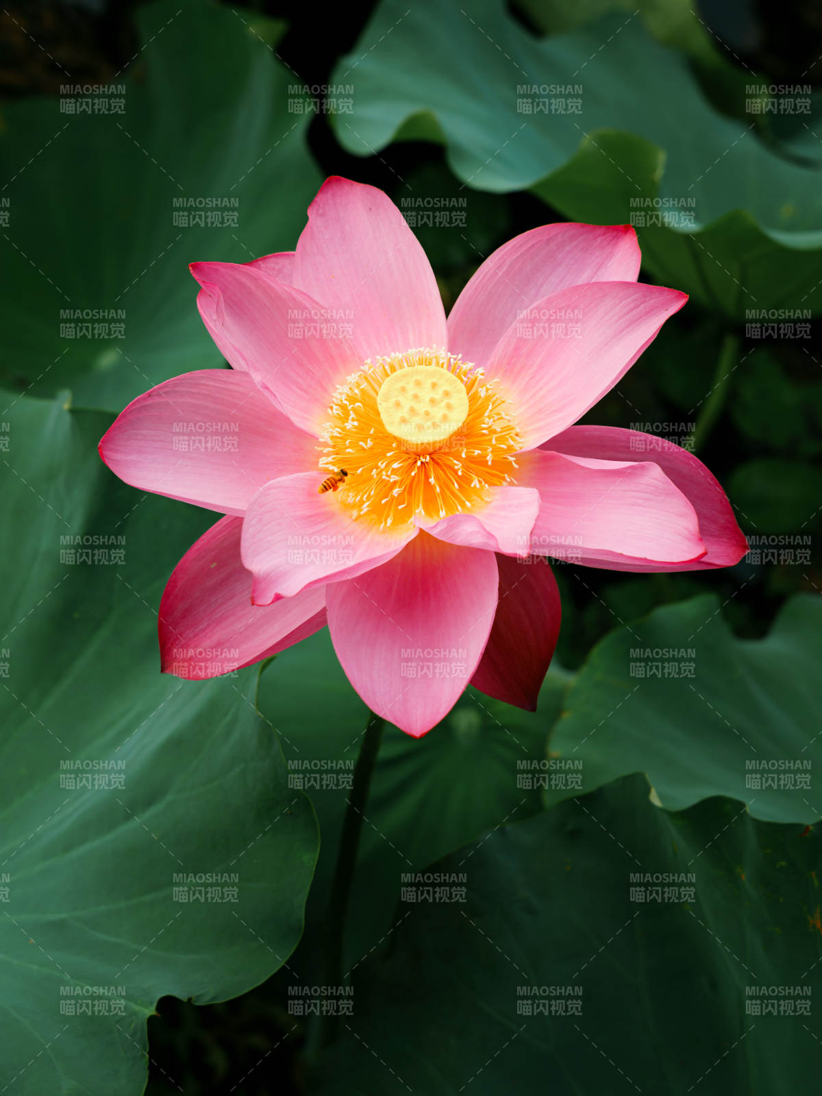 粉红莲花绽放于绿叶间图片