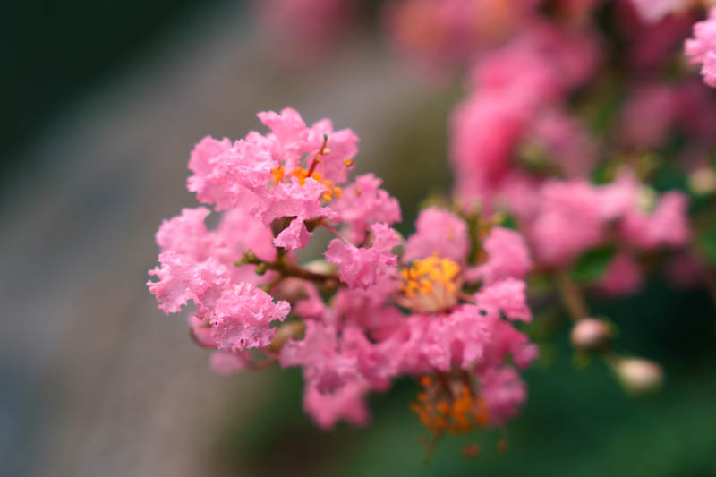 紫薇花的美丽瞬间图片