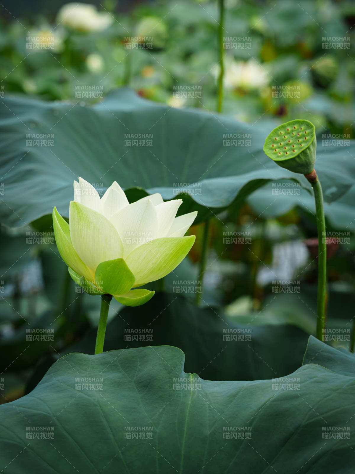 池塘中的莲花盛开图片