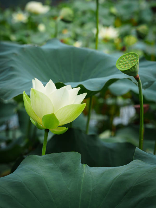 池塘中的莲花盛开图片