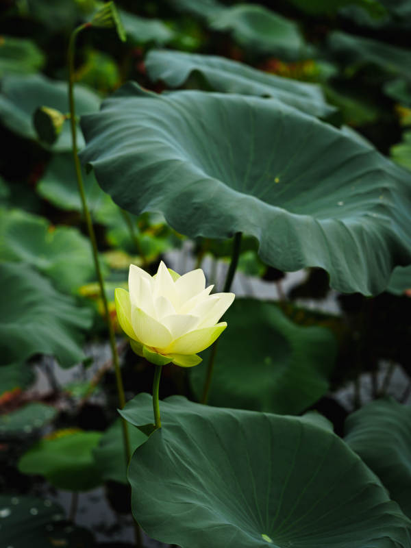 池中莲花静谧绽放图片