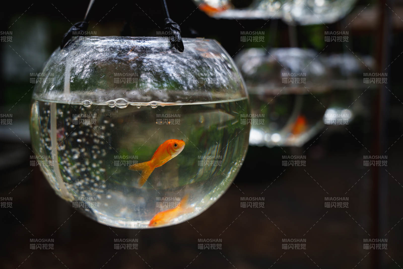 悬挂的鱼缸中的金鱼图片