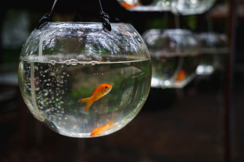 悬挂的鱼缸中的金鱼图片