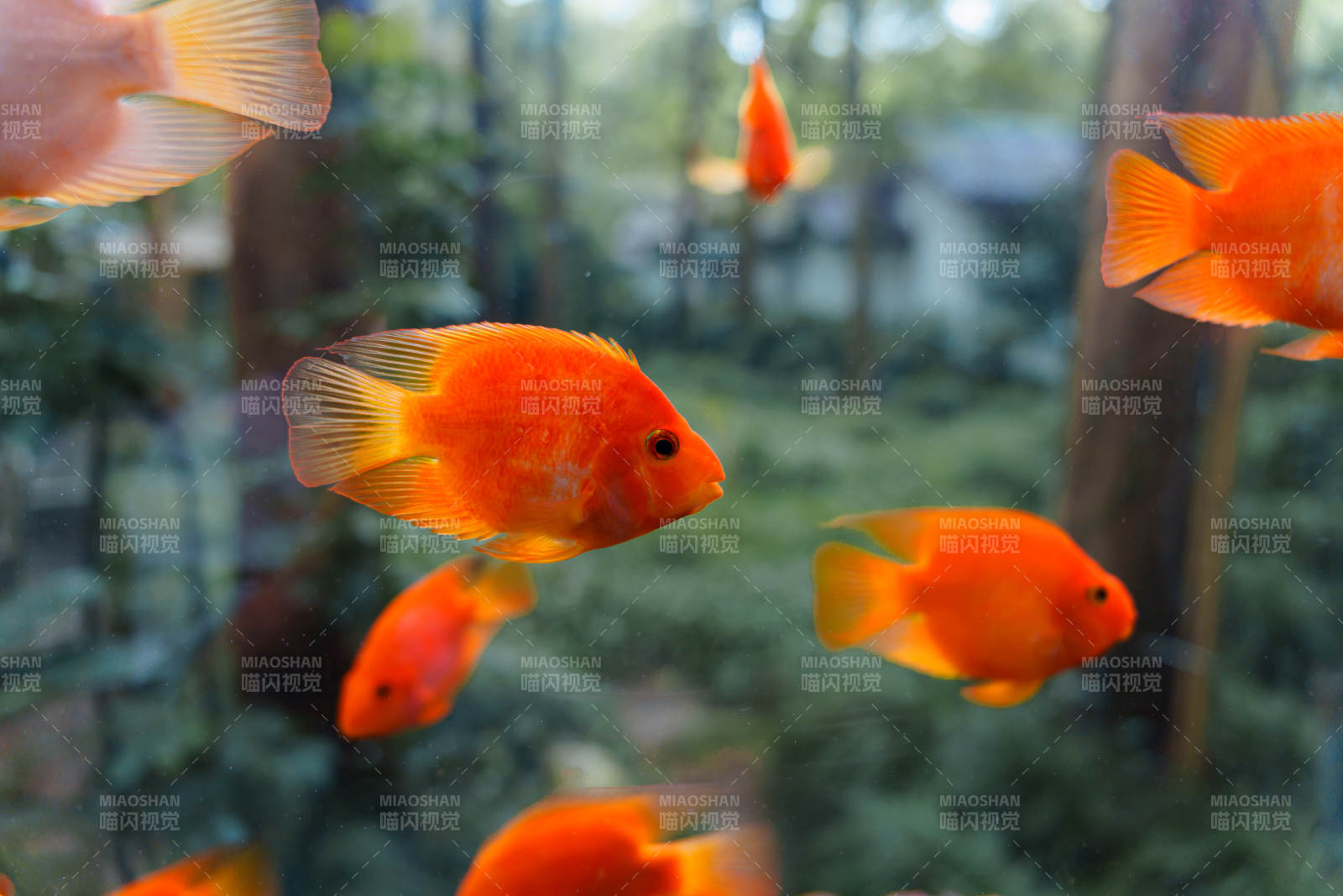 橙色金鱼游动水中图片