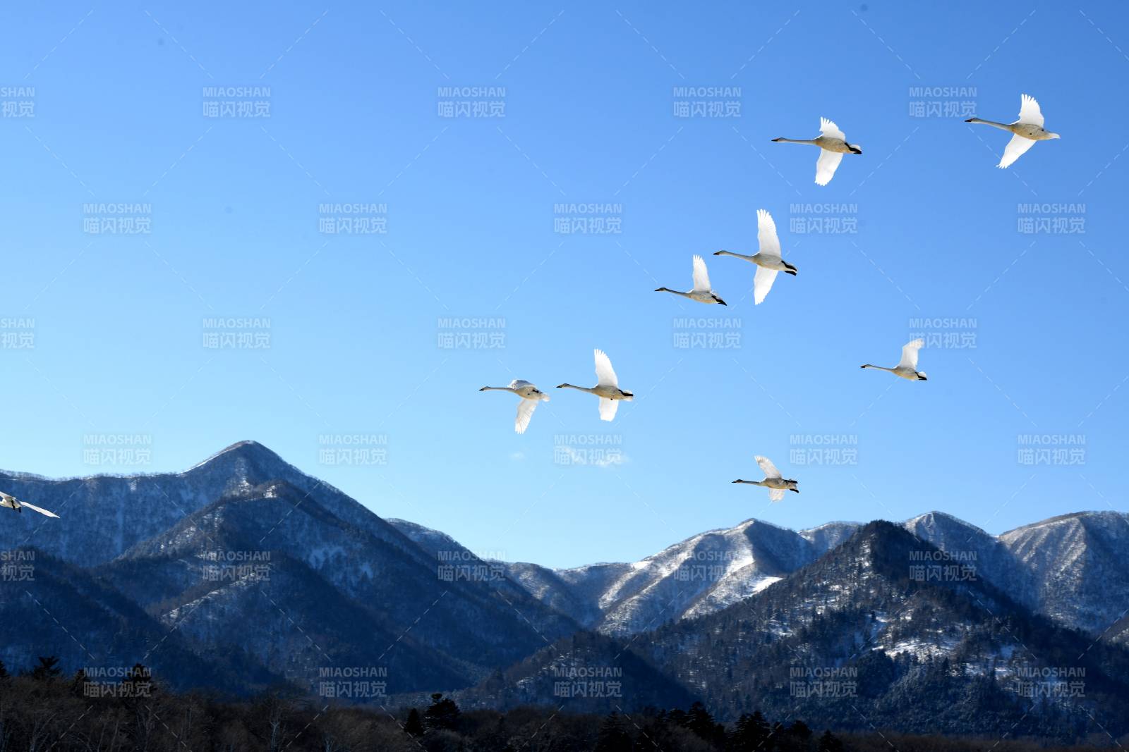 日本北海道天鹅飞翔 雪山映衬图片