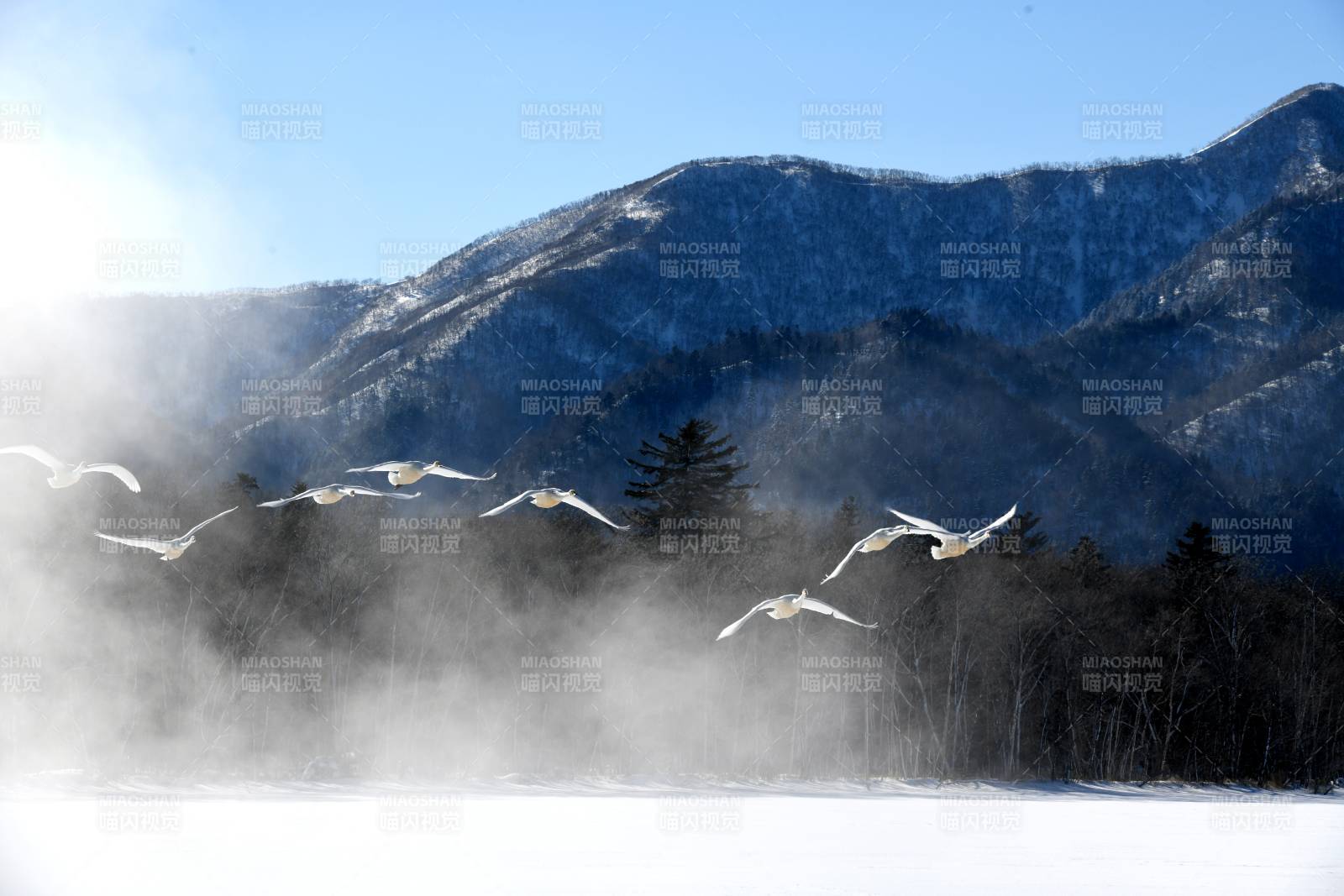 日本北海道冬日山间飞鸟掠影图片