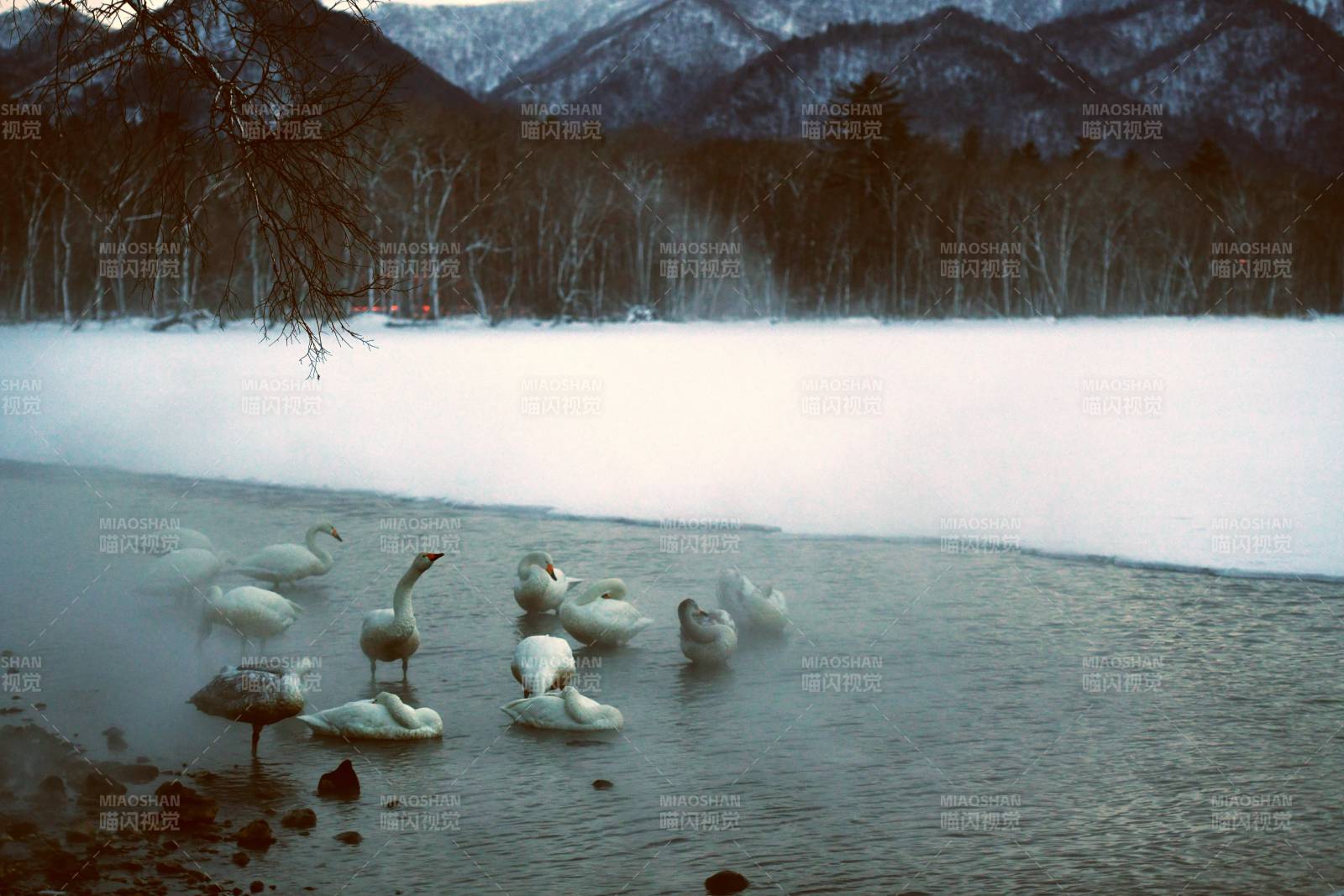冬日湖畔天鹅群图片