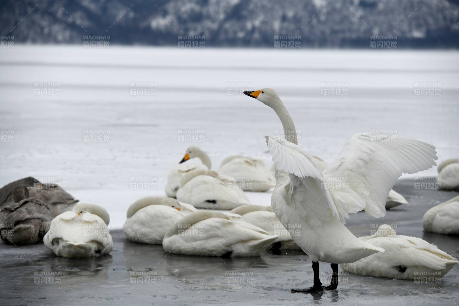 冬日湖畔天鹅群图片