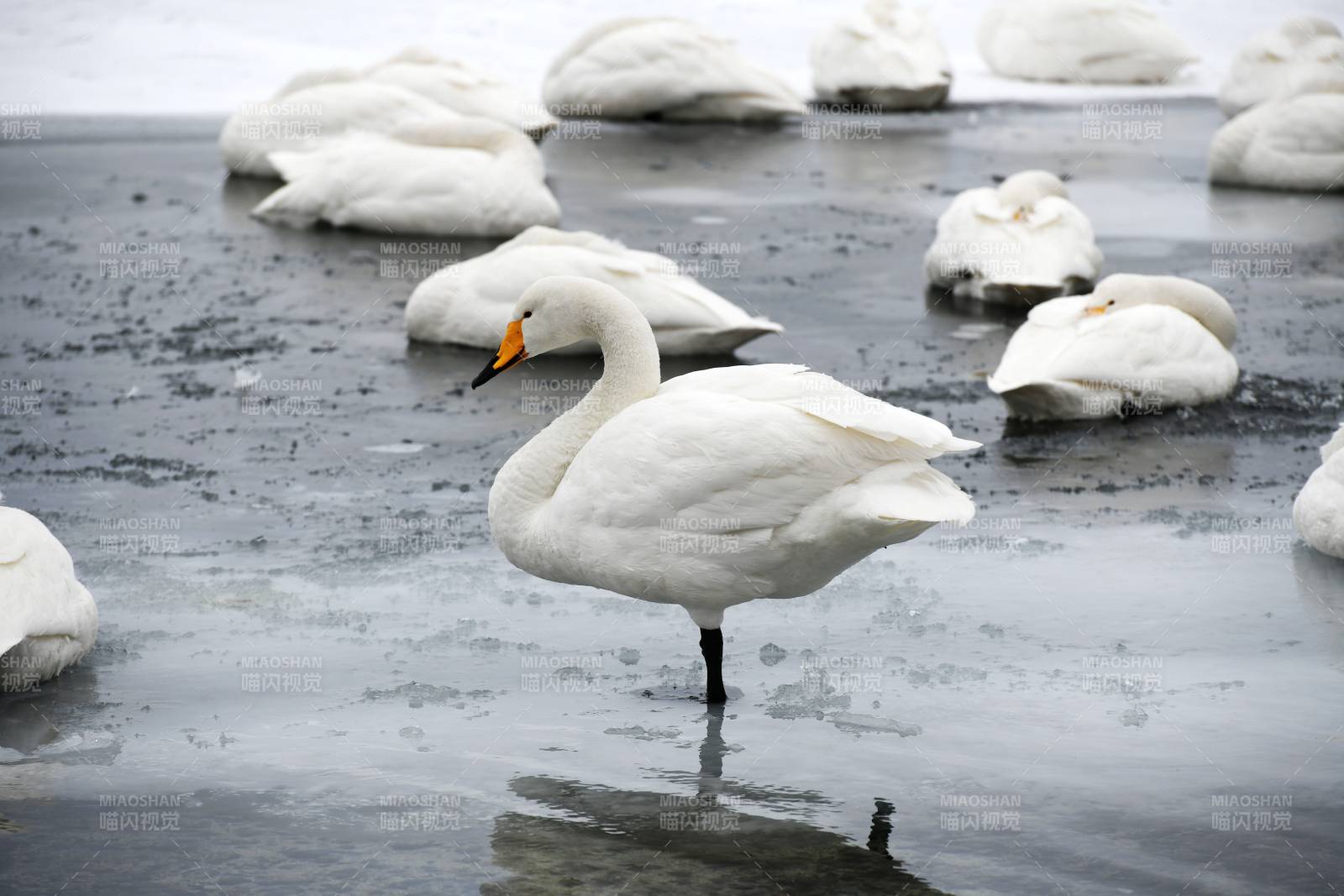 冰面上的天鹅群图片