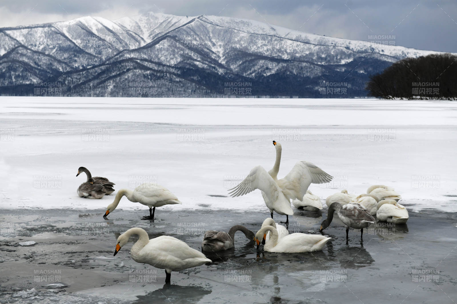 日本北海道冬日湖畔天鹅群集图片