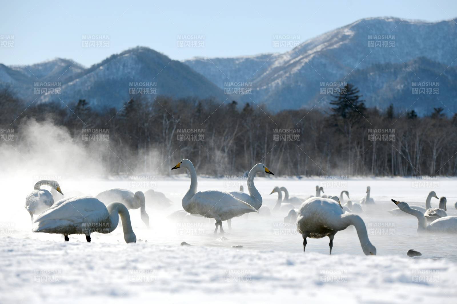 日本北海道雪地天鹅群山背景图图片
