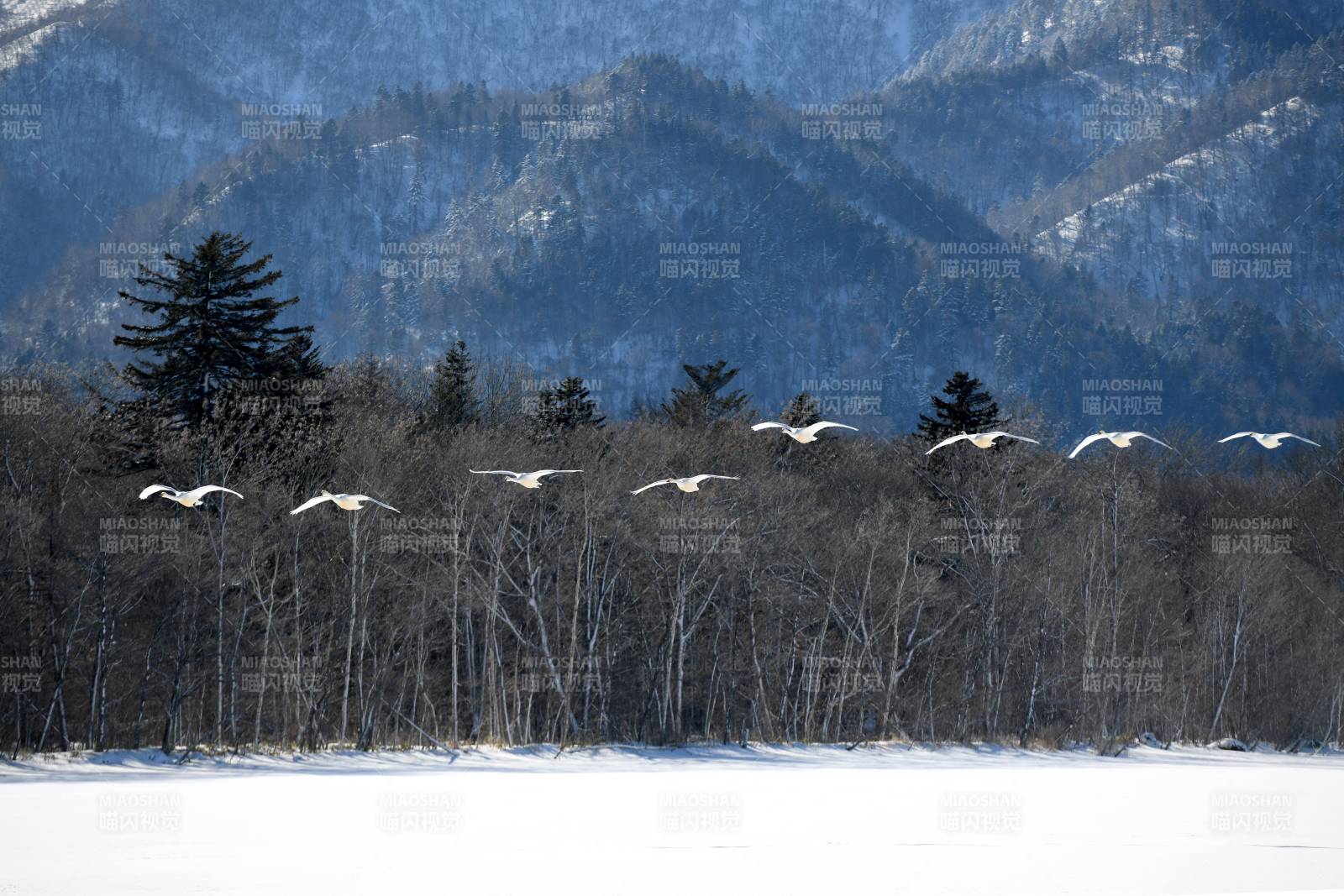 冬日湖畔飞鸟群影图片