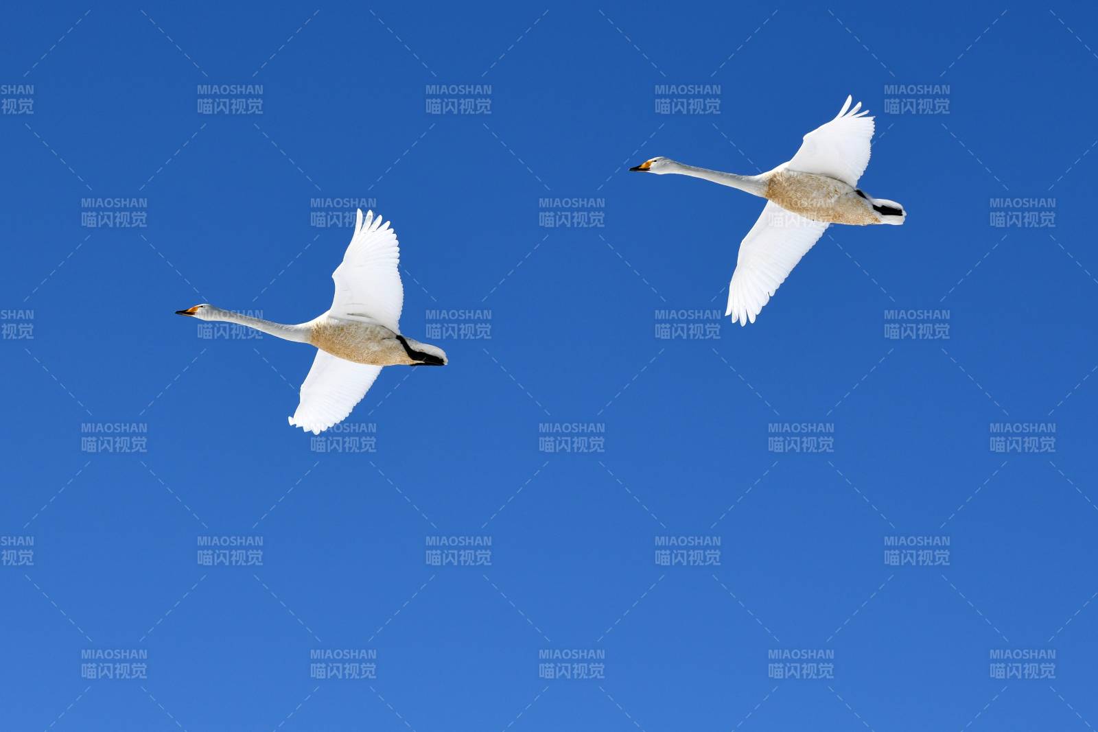 蓝天下的双天鹅飞翔图片