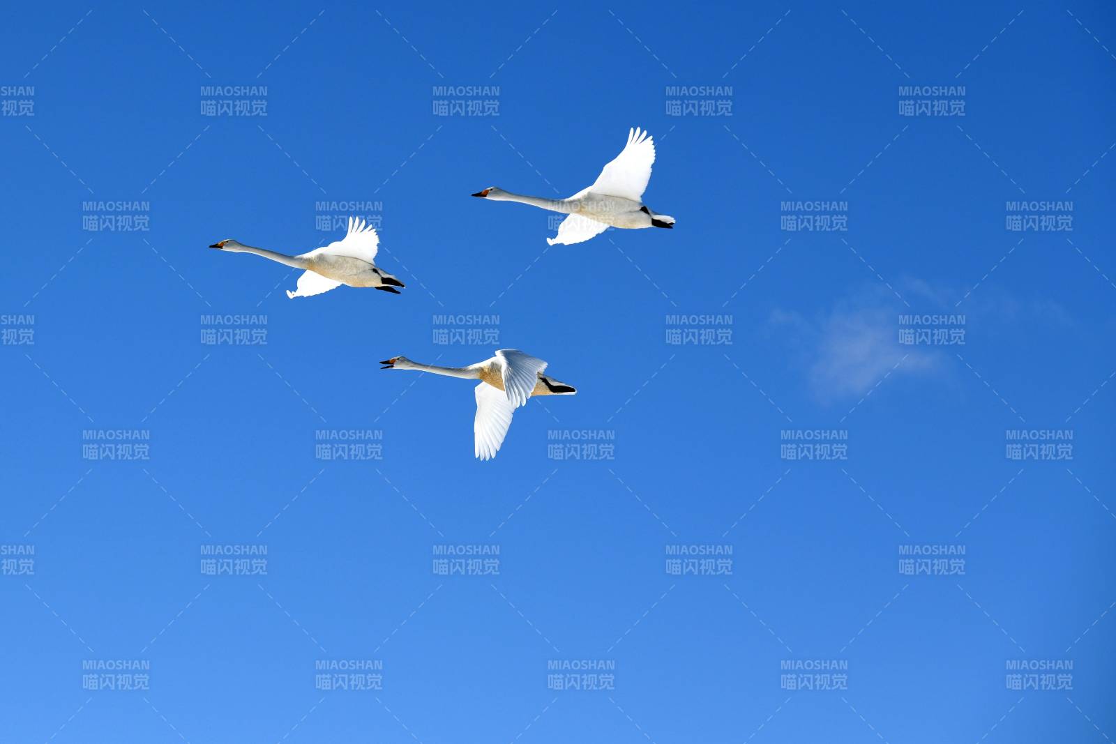 蓝天下的三只飞翔天鹅图片