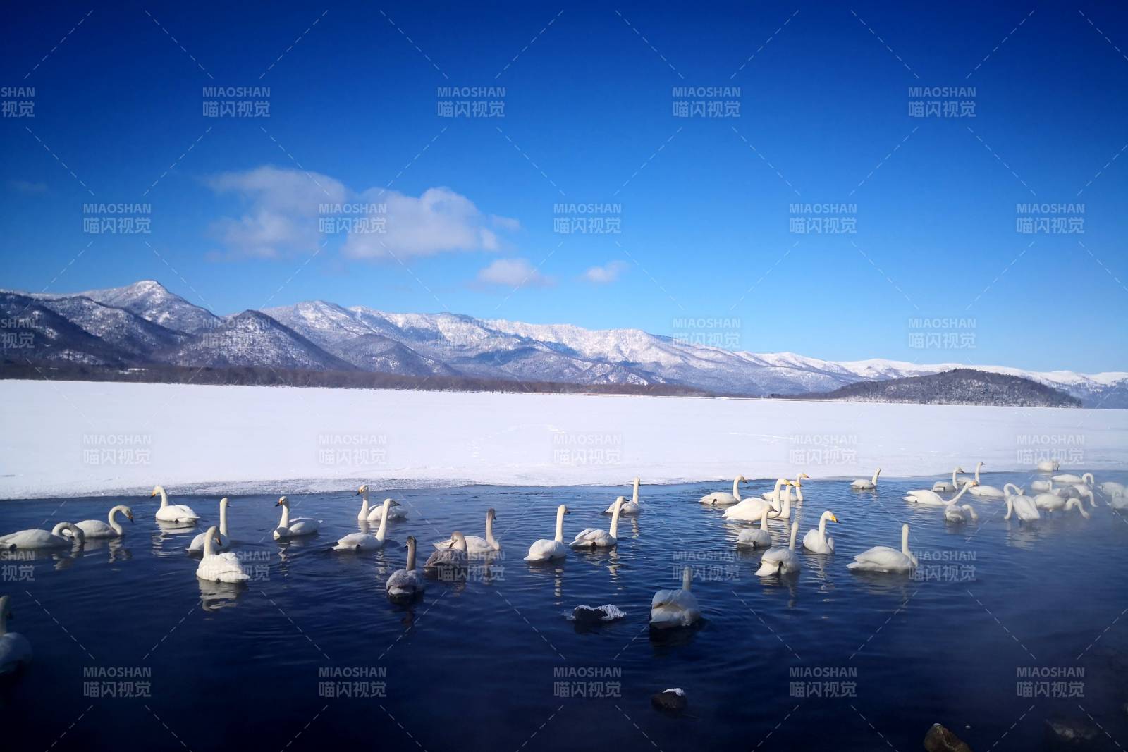 日本北海道冬日湖畔天鹅群聚图片
