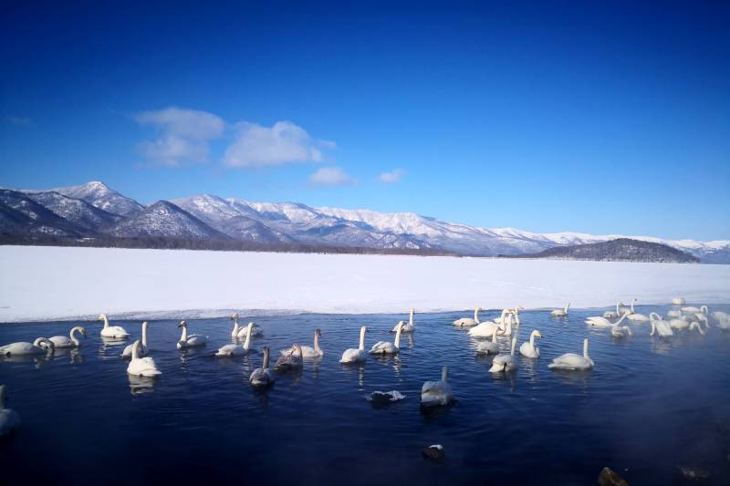 日本北海道冬日湖畔天鹅群聚图片