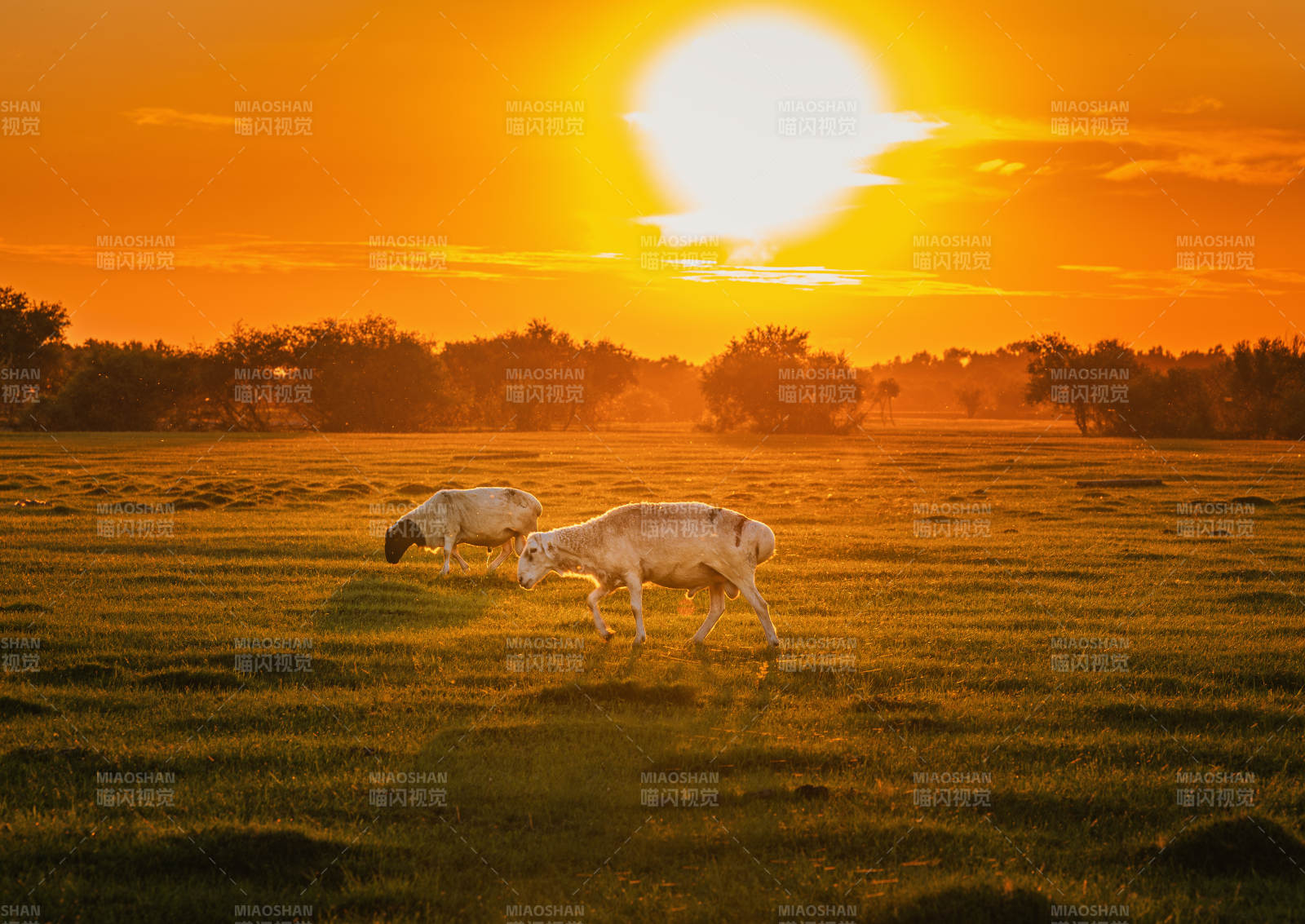 夕阳下的羊群漫步   呼伦贝尔图片
