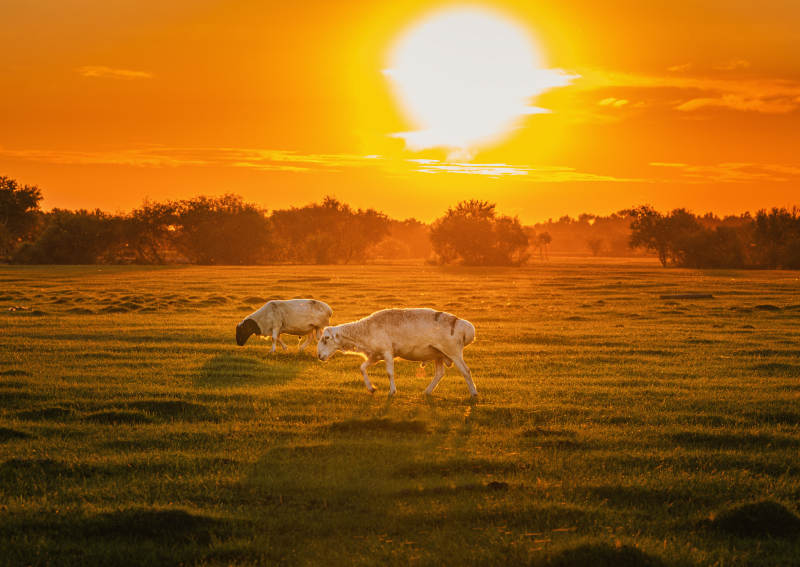 夕阳下的羊群漫步   呼伦贝尔图片