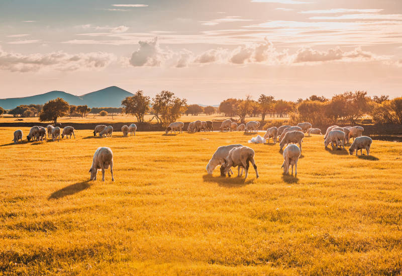 金色草原上的羊群  呼伦贝尔图片