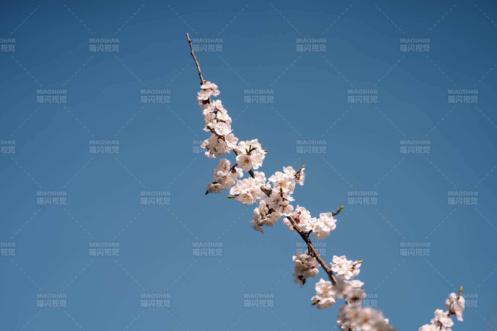 蓝天下的杏花枝头图片