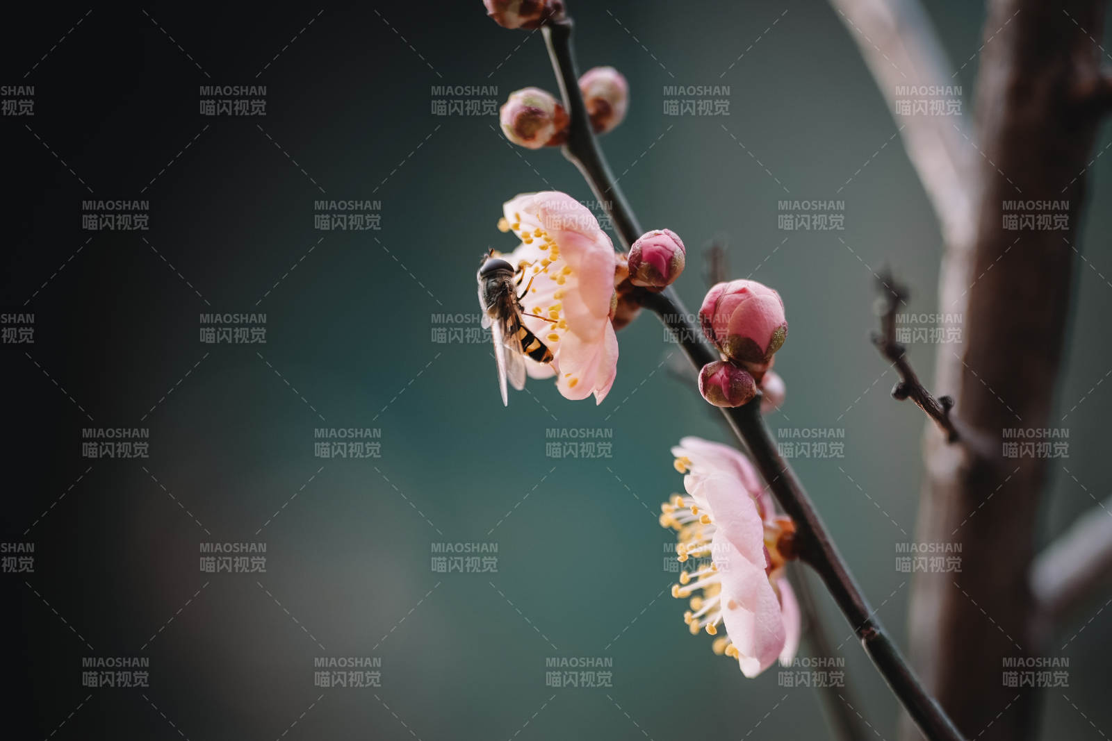 蜜蜂采蜜 花枝绽放图片