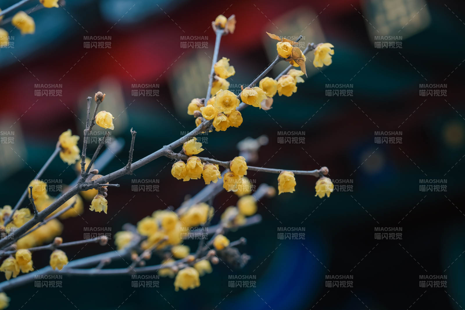 冬日黄梅绽放枝头图片
