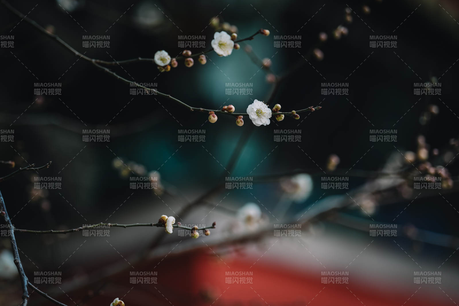 冬日梅花 静谧绽放图片