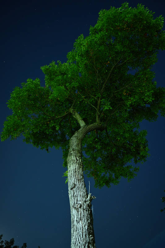 星空下的孤树图片