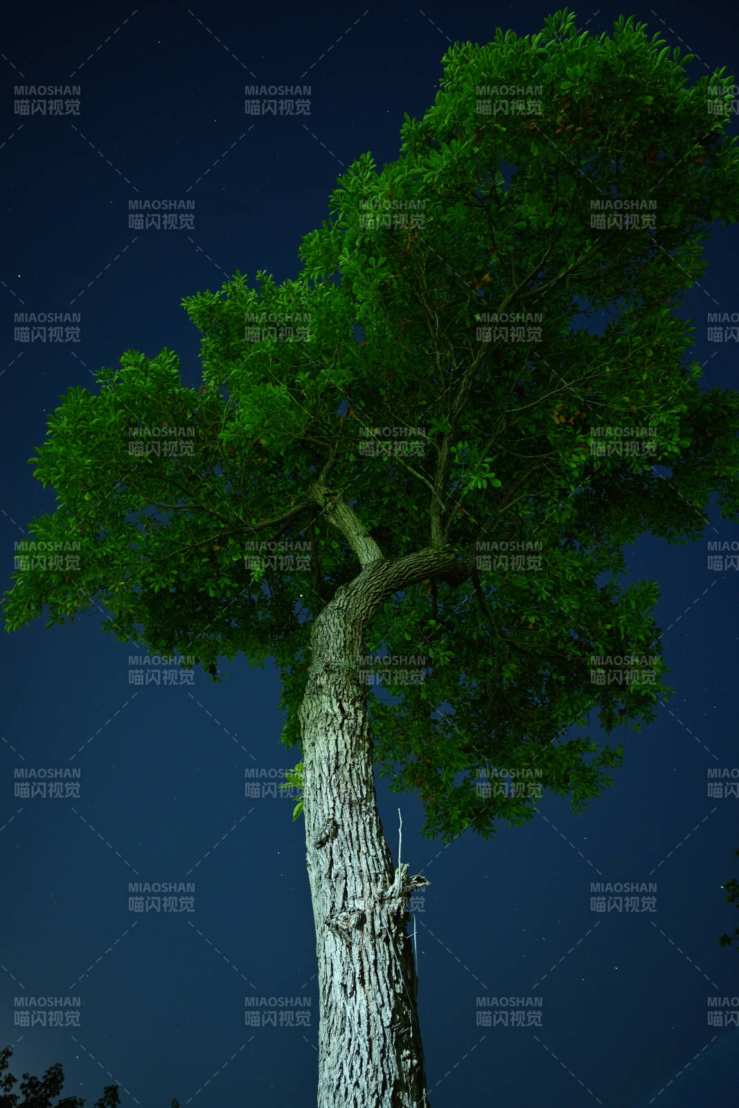 星空下的孤树图片