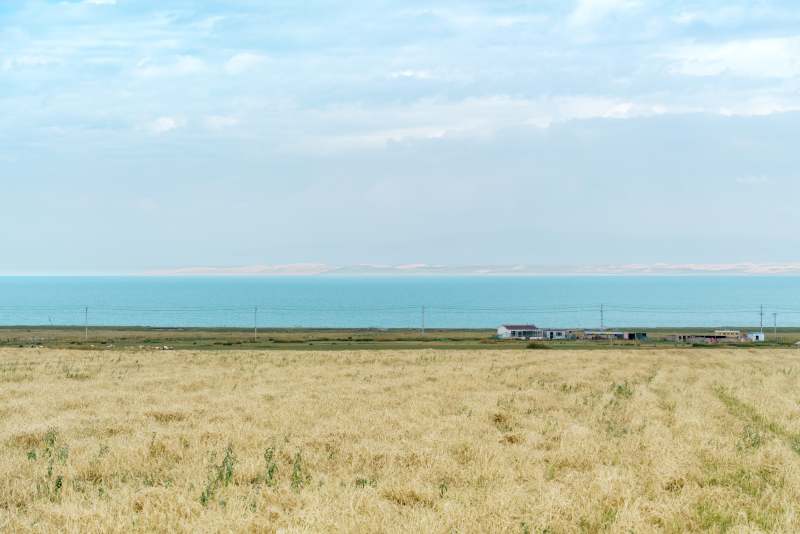 秋天的青海湖畔金黄芦苇与湛蓝湖水图片