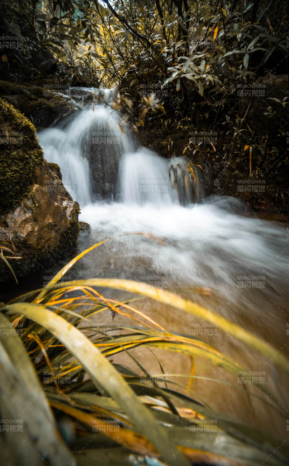 山涧溪流 绿意盎然图片