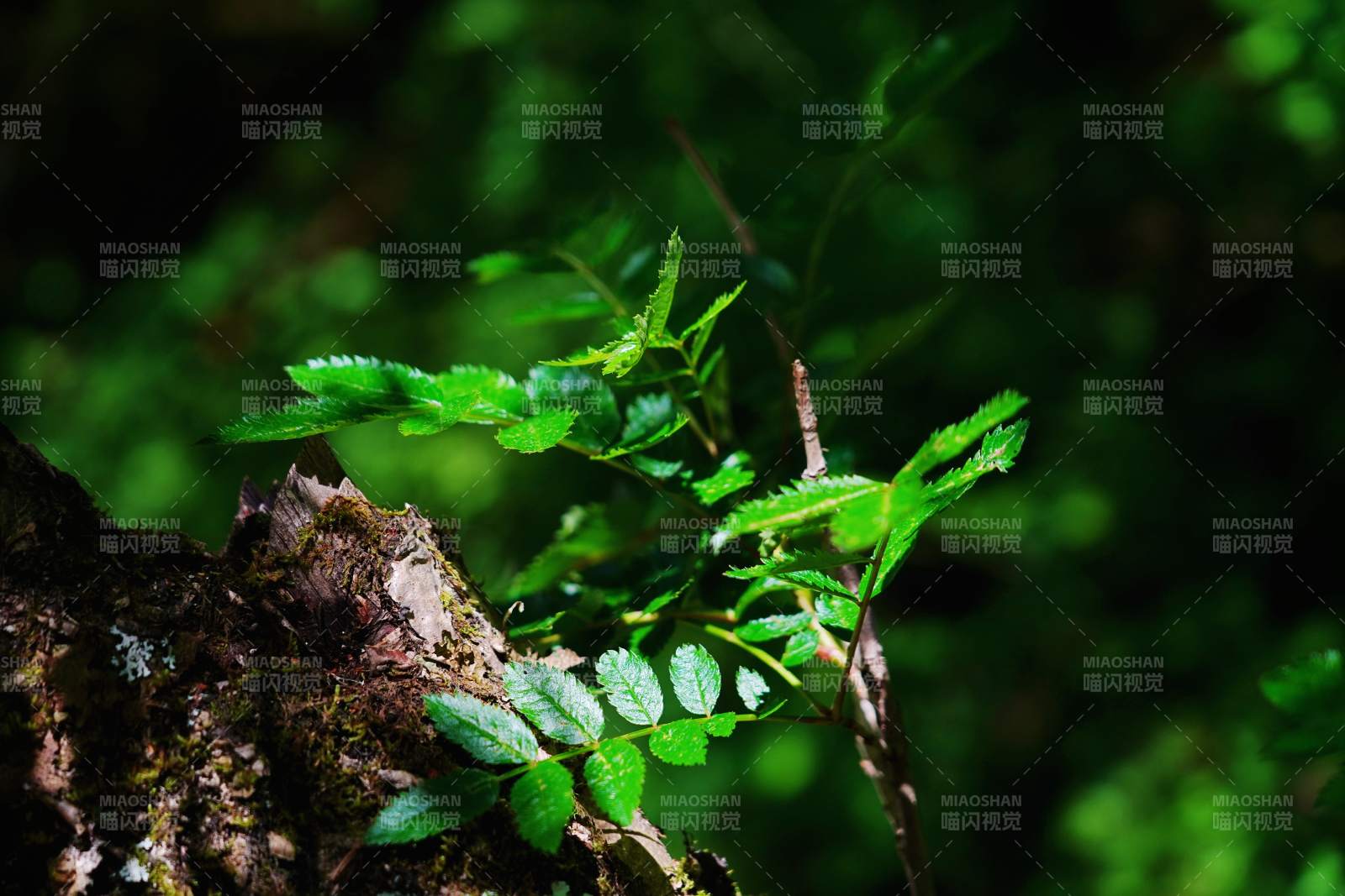 绿叶新生 自然生机图片