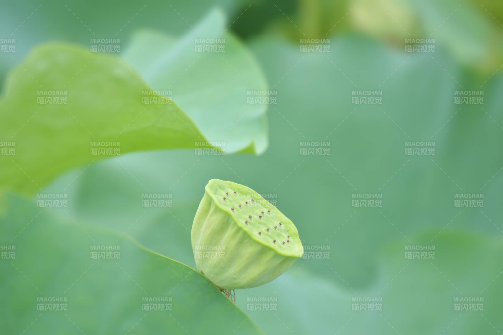 莲蓬初成 绿叶相伴图片