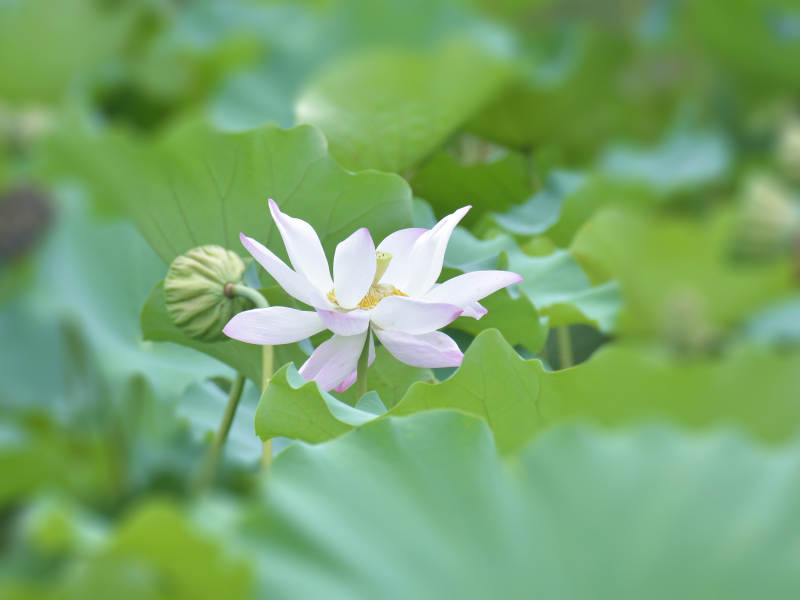 莲花绽放 绿叶相伴图片