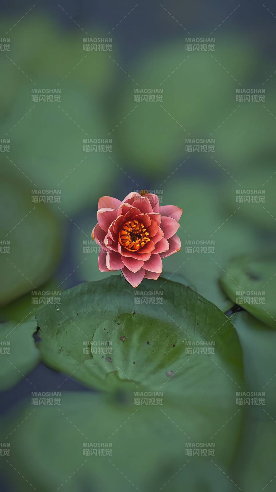 池中莲花静谧绽放图片