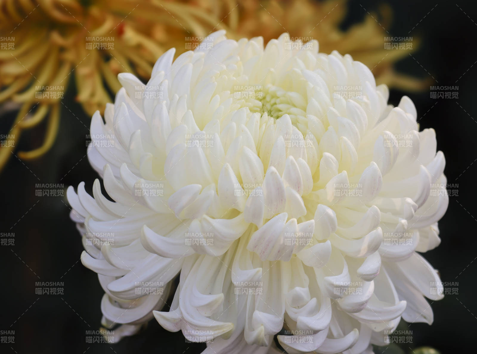 洁白菊花绽放之美图片