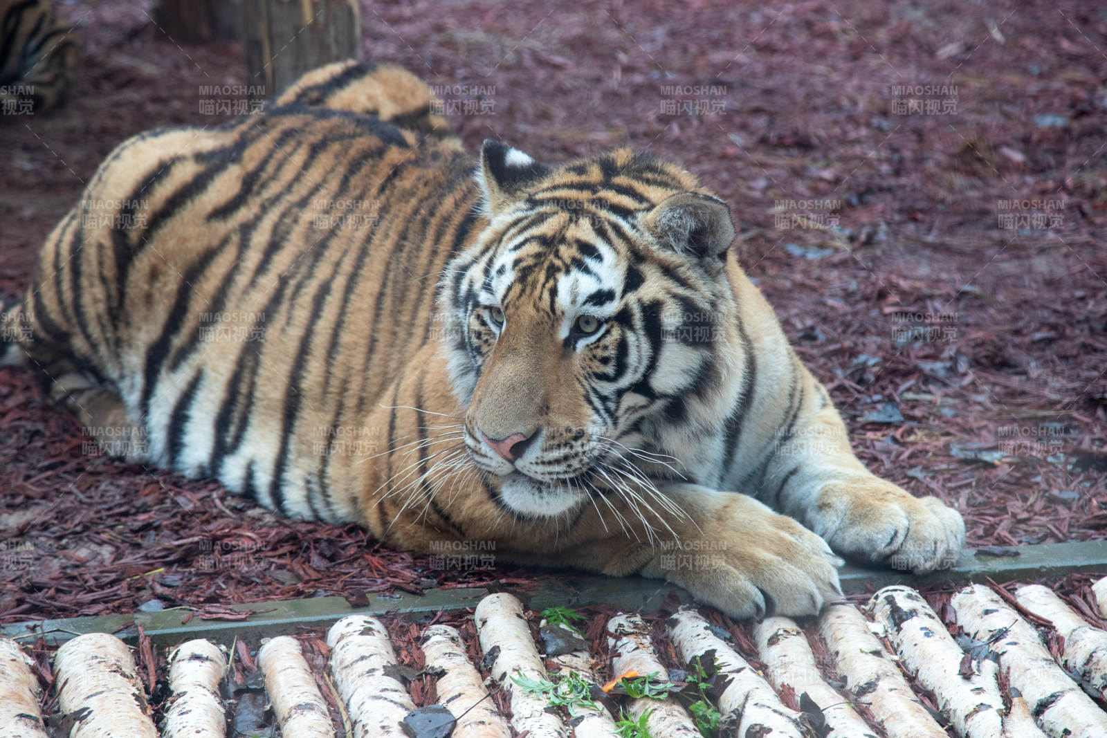 老虎悠闲地躺在地上图片