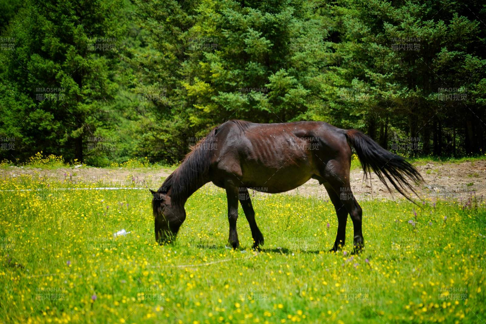 马儿在花田中悠闲吃草图片