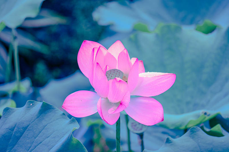 粉色莲花静谧绽放图片