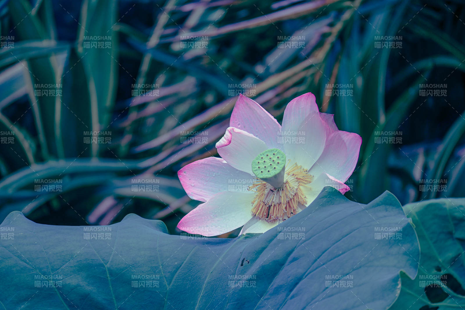 莲花静谧 绿叶相伴图片