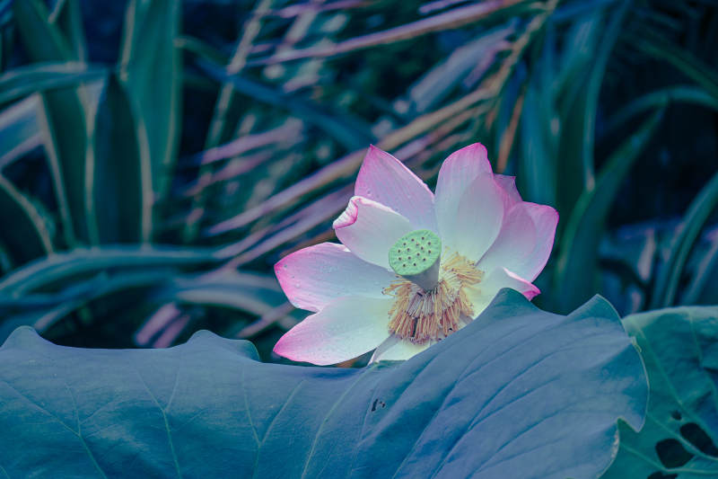 莲花静谧 绿叶相伴图片