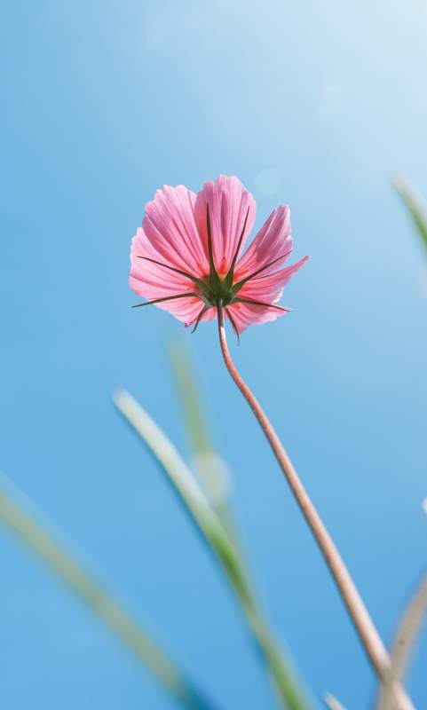 蓝天下的粉色花朵图片