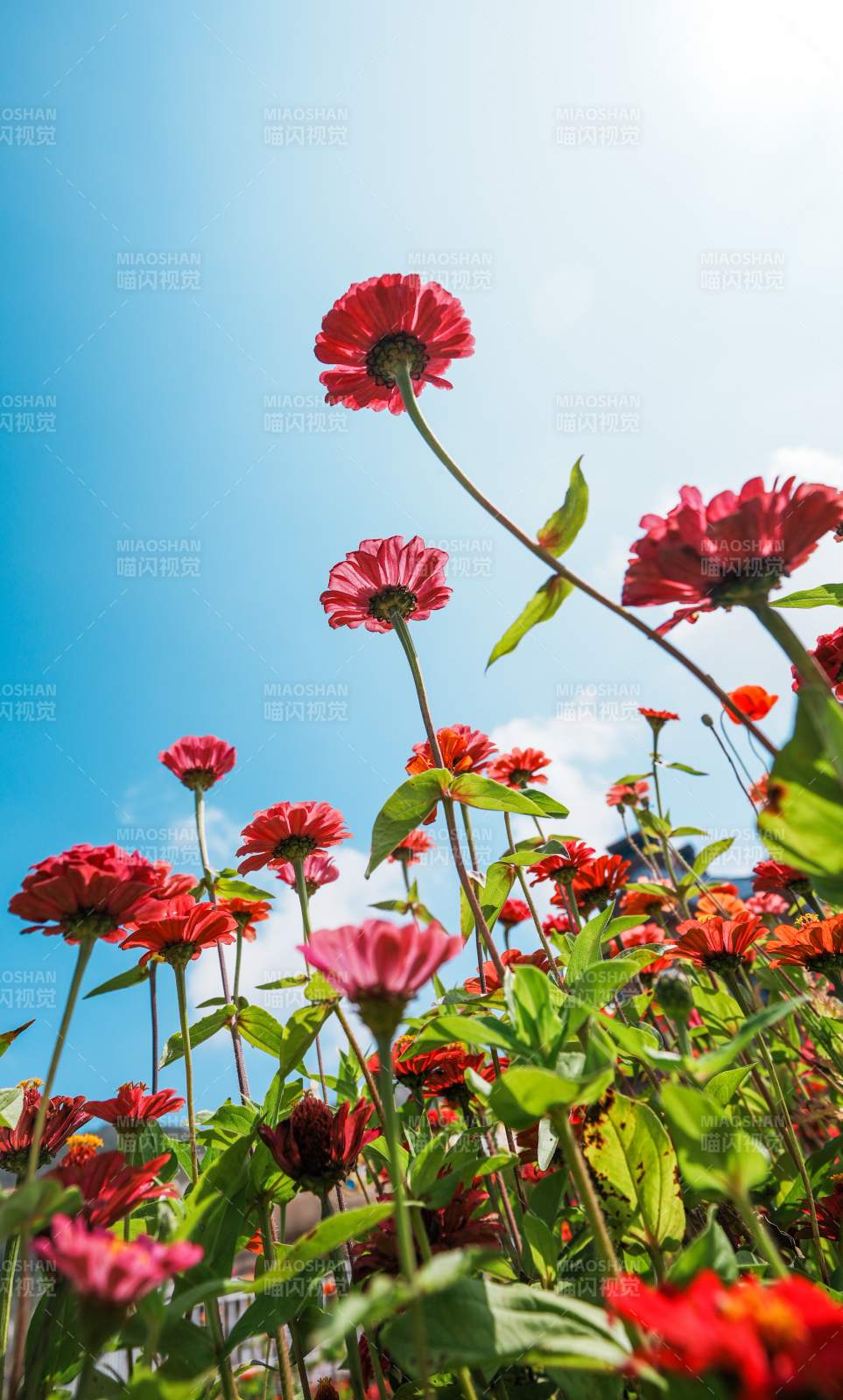 蓝天下的红色百日菊图片